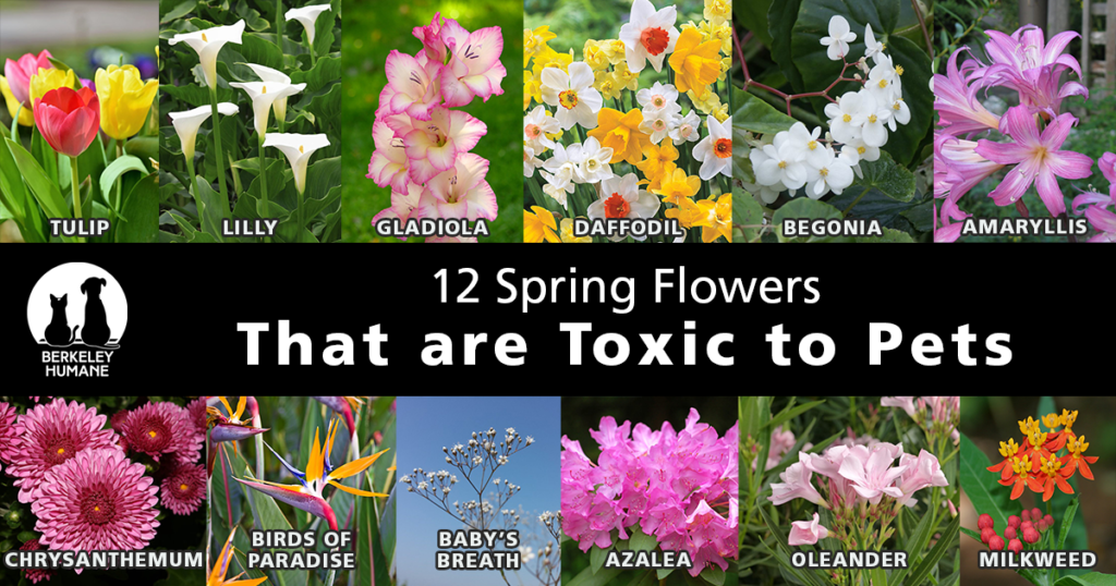12 Spring Flowers That Are Toxic To Pets Berkeley Humane